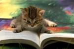 Children's Books for Kittens